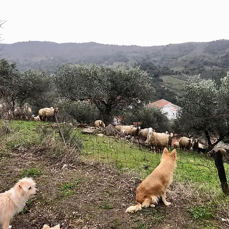 Casa Vilarica Holiday home Alfandega Da Fe