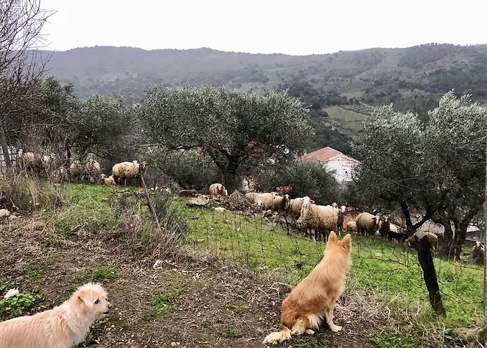 Casa Vilarica Nyaraló Alfândega da Fé